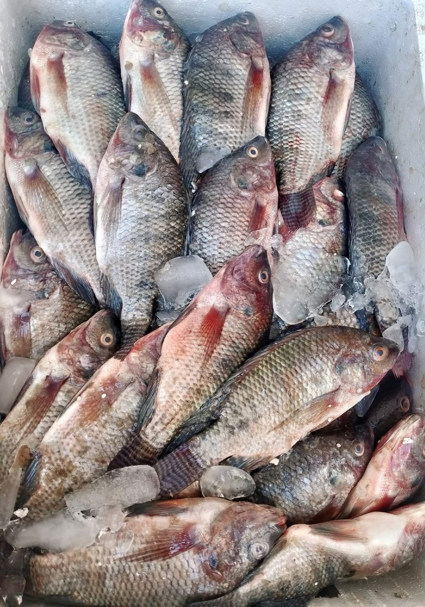 Tilapia graded for transport